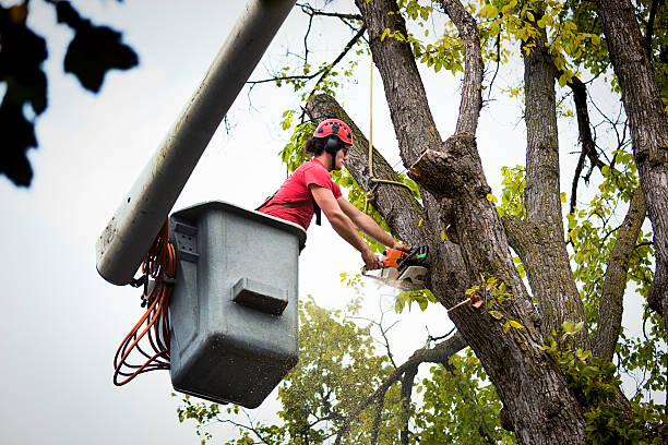 Best Residential Tree Removal  in Jarrell, TX